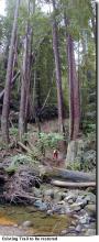 Before the Restoration, mountain biking photo (2001). Creek crossing without a bridge. Before the Restoration, mountain biking photo (2001)